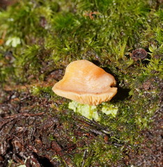 Panellus ligulatus