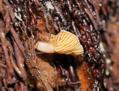 Panellus ligulatus