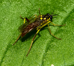 Xylomya simillima
