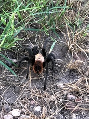 Brachypelma albiceps