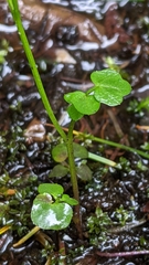 Cardamine breweri orbicularis