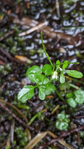Image of Brewer's Bittercress (Cardamine breweri) by no rights reserved