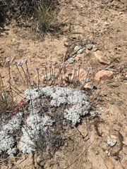 Eriogonum kennedyi