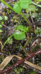 Cardamine breweri orbicularis