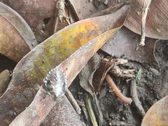 Holcostethus sphacelatus