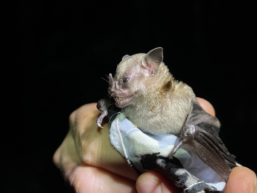 Northern Yellow-shouldered Bat