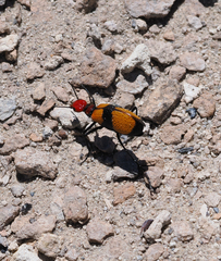 Tegrodera latecincta