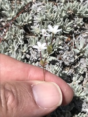 Leptosiphon breviculus