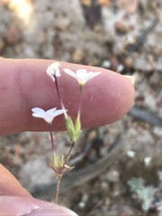 Leptosiphon breviculus