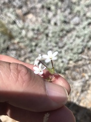 Leptosiphon breviculus