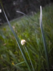 Allium validum