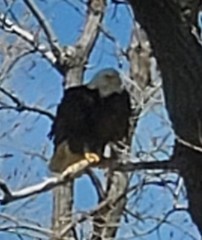 Haliaeetus leucocephalus