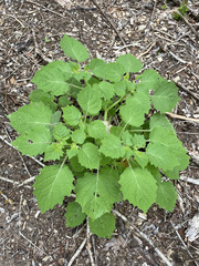 Physalis pubescens