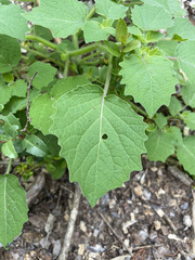 Physalis pubescens