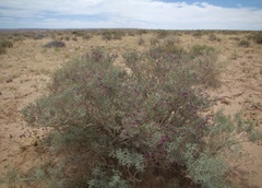 Psorothamnus polydenius