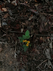 Oxalis frutescens