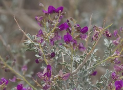 Psorothamnus polydenius