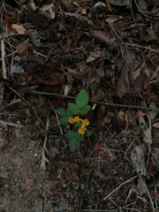 Oxalis frutescens