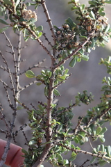 Ceanothus rigidus