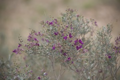 Psorothamnus polydenius