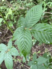 Rubus laudatus