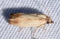 Eucosma radiatana