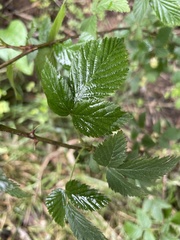 Rubus laudatus