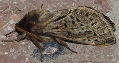 Oxycanus antipoda
