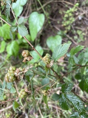 Rubus laudatus