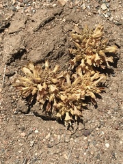 Aphyllon californicum