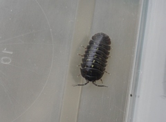 Armadillidium depressum