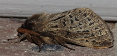 Oxycanus antipoda