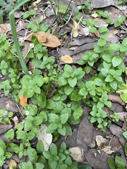 Clinopodium douglasii