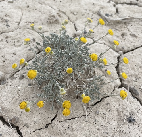 fivefinger chickensage (Vesicarpa potentilloides var. potentilloides)