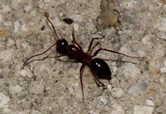 Camponotus inaequalis