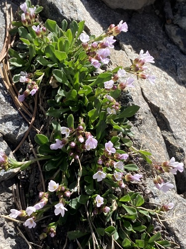 Davidson's rockcress (Arabis davidsonii)