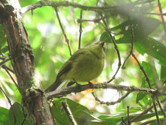 Myiophobus flavicans