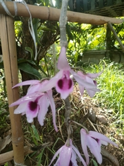 Dendrobium anosmum