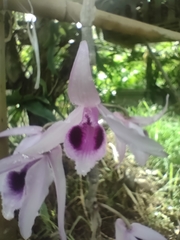 Dendrobium anosmum