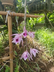 Dendrobium anosmum