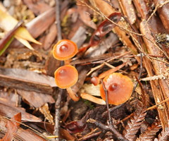 Cortinarius mastoideus