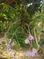Dendrobium anosmum