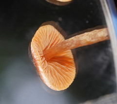 Cortinarius mastoideus