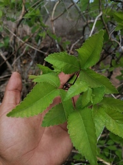 Bursera heteresthes