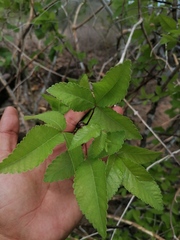 Bursera heteresthes