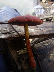 Strophariaceae