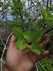 Bursera heteresthes