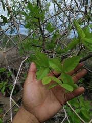 Bursera heteresthes
