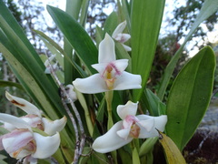 Maxillariinae