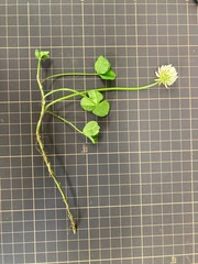 Trifolium repens
